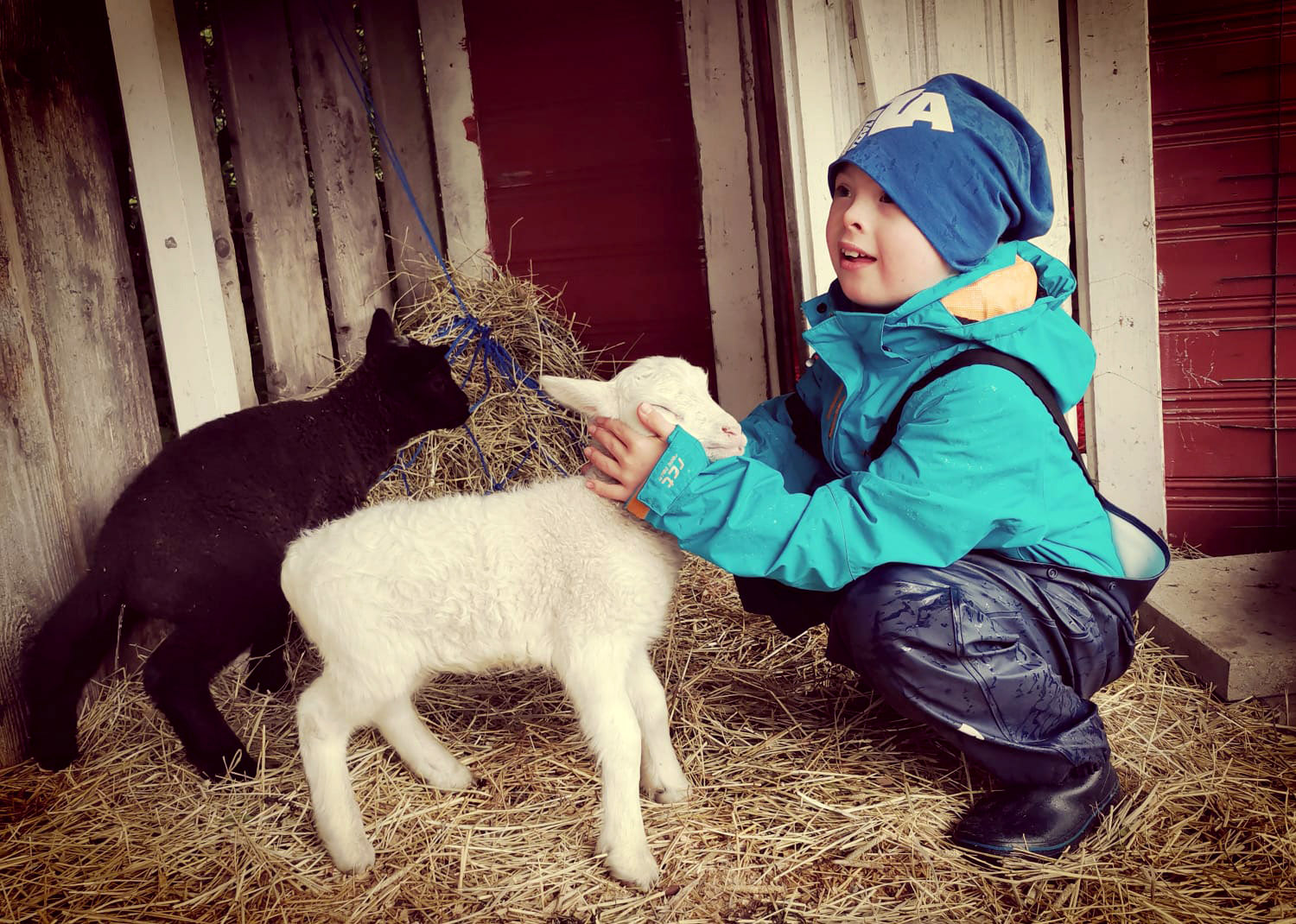 Pieni poika silittää lampaita navetassa.