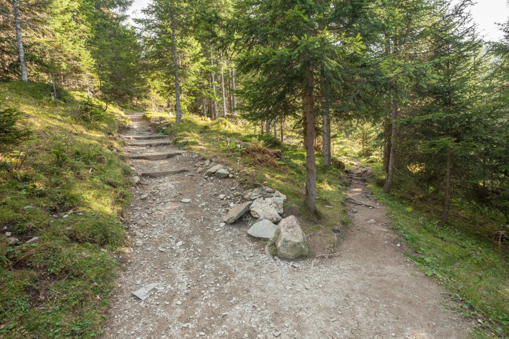 Metsäpolku haarautuu kahdeksi poluksi.